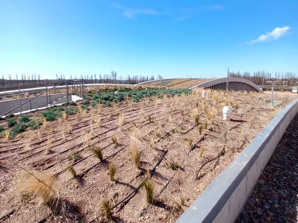 Cubierta curva con líneas de goteo y plantación reciente