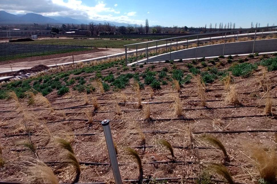 Laterales de goteo entre gramíneas nativas, con la cordillera de fondo