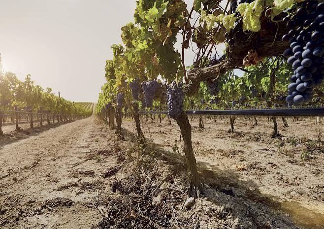 Viñedo en producción con riego por goteo